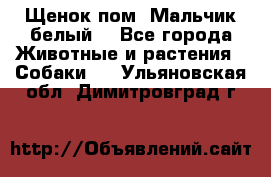 Щенок пом. Мальчик белый  - Все города Животные и растения » Собаки   . Ульяновская обл.,Димитровград г.